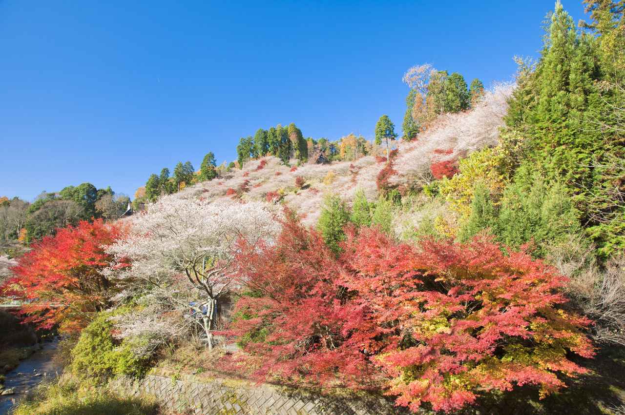 画像: 小原の四季桜（イメージ）※四季桜の見頃：例年11月中旬～12月上旬