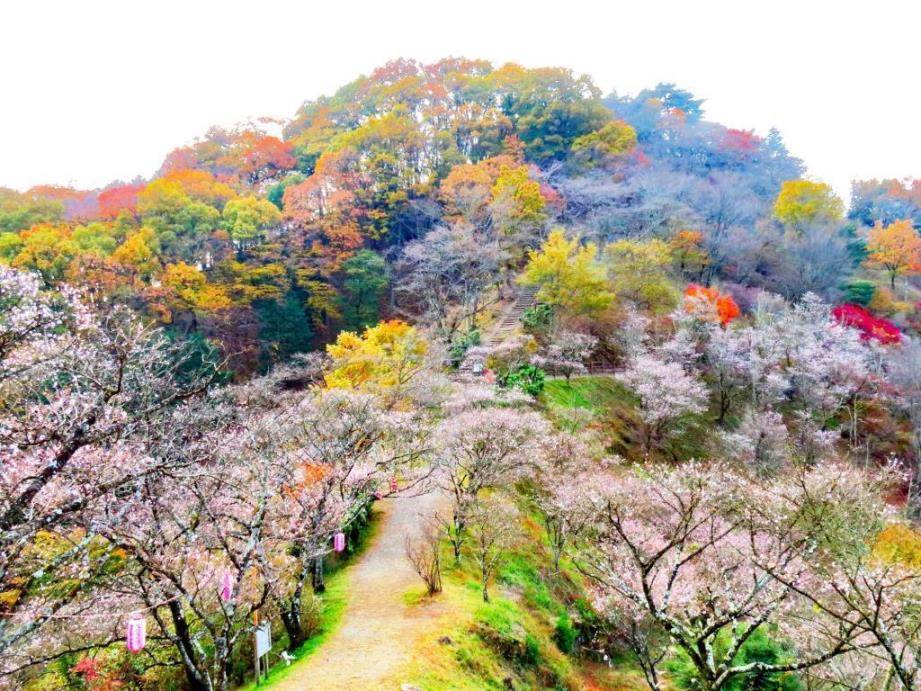 画像: ＜登山入門（縦走）＞『冬と春に花を咲かせる冬桜　桜と紅葉の競演が美しい　桜山』【上野出発】｜クラブツーリズム