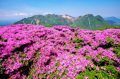 画像: ＜登山中級A（縦走）＞『法華院温泉に連泊で九重連山の7峰に登る！　ミヤマキリシマ咲く　久住山・大船山・平治岳　3日間』【羽田出発】｜クラブツーリズム