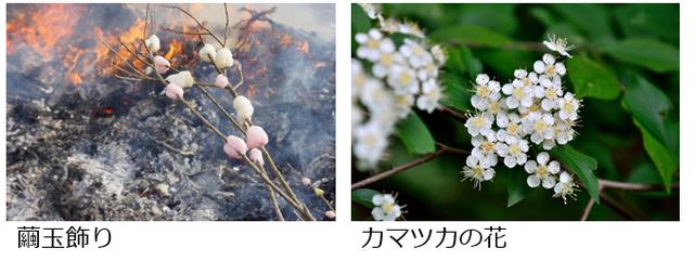 画像1: 植物の名前について
