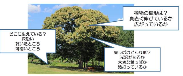 画像1: 野外観察のコツ