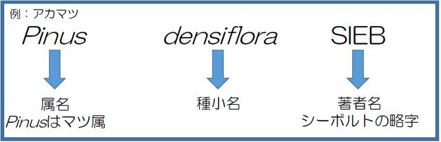 画像2: 植物の名前について