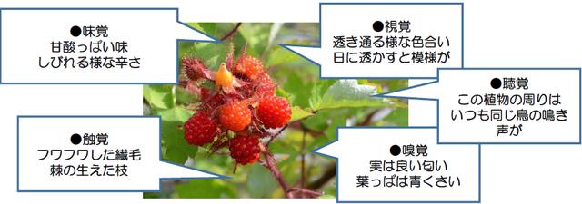 画像2: 野外観察のコツ
