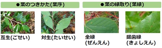画像3: 葉っぱで樹木を見分けよう