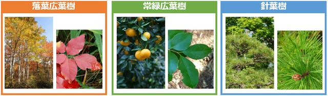 画像1: 葉っぱで樹木を見分けよう