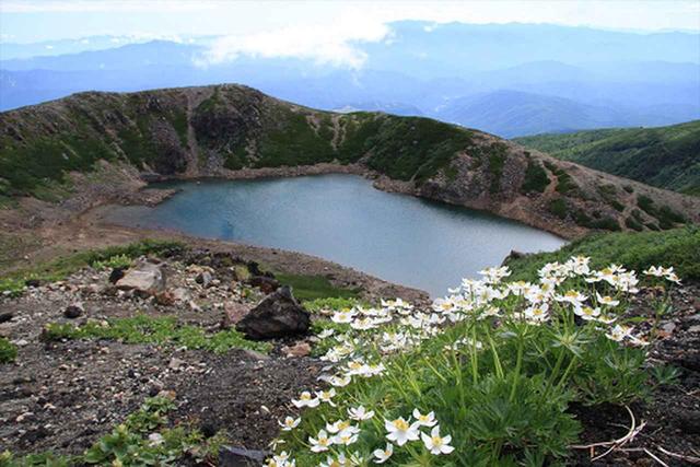 画像: 高山植物美しい夏の御嶽山
