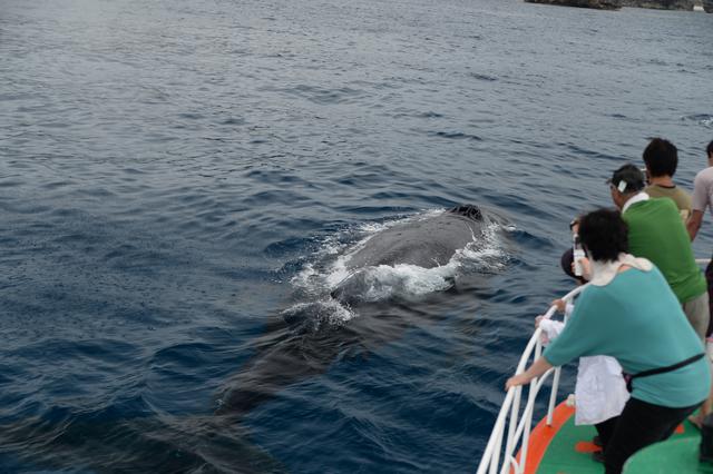 画像: クジラウォッチングの様子