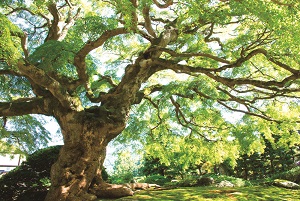 画像: ＜こころの旅(お参りの旅)＞『秩父三十四所観音めぐり　全周　4日間』 【新宿・八王子出発】｜クラブツーリズム