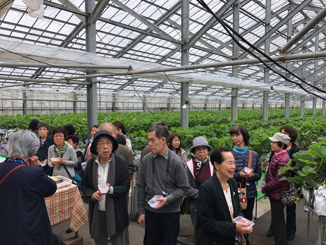 画像: 皆様、ヘタ入れを片手にイチゴをたくさんお召し上がりになっていました
