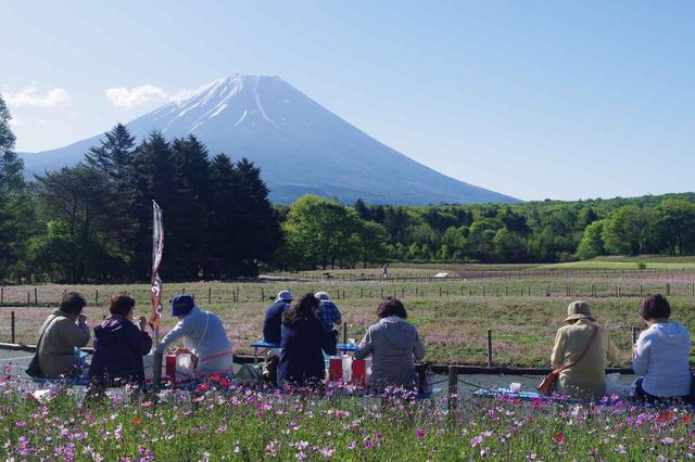 画像3: 【地域47の旅】富士急行×クラブツーリズム特別企画
-富士芝桜10周年記念-富士本栖湖リゾート「富士芝桜まつり 早朝貸切」を実施いたしました(開催日:5月7日~16日)