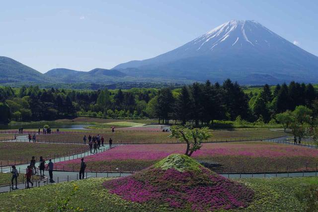 画像1: 【地域47の旅】富士急行×クラブツーリズム特別企画
-富士芝桜10周年記念-富士本栖湖リゾート「富士芝桜まつり 早朝貸切」を実施いたしました(開催日:5月7日~16日)