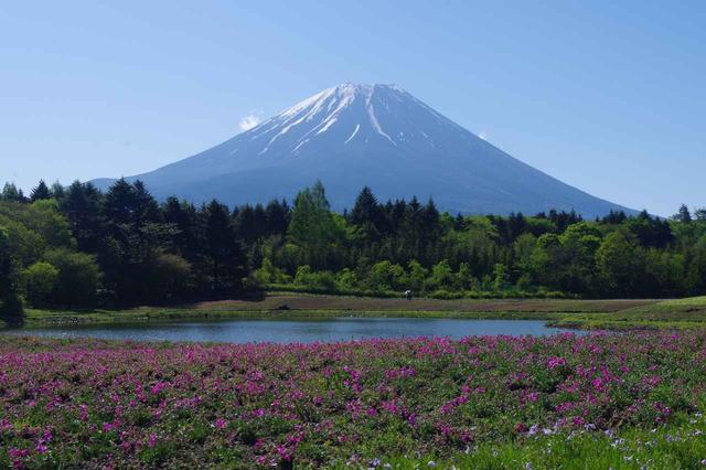 画像5: 【地域47の旅】富士急行×クラブツーリズム特別企画
-富士芝桜10周年記念-富士本栖湖リゾート「富士芝桜まつり 早朝貸切」を実施いたしました(開催日:5月7日~16日)