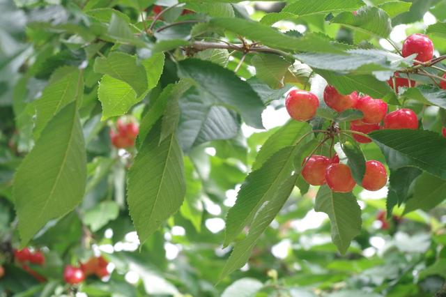 画像: 今まで、さくらんぼ農家しか味わえなかった「朝摘みのさくらんぼ」