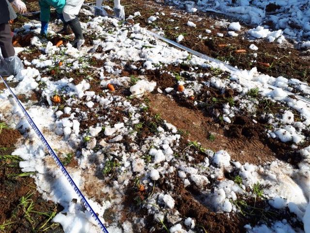 画像: 雪に埋まっていることで糖度の高いにんじんになるようです