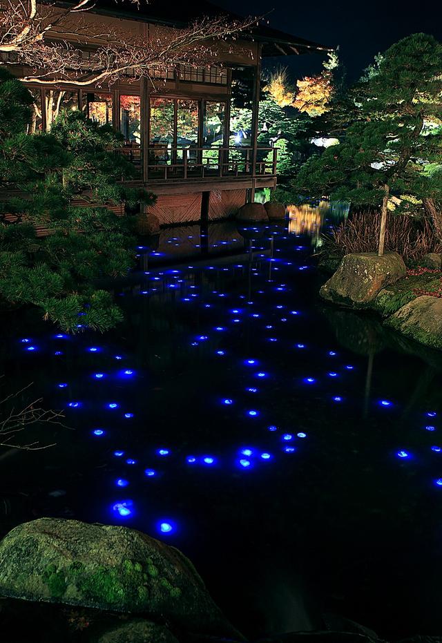画像: 蒼の海蛍