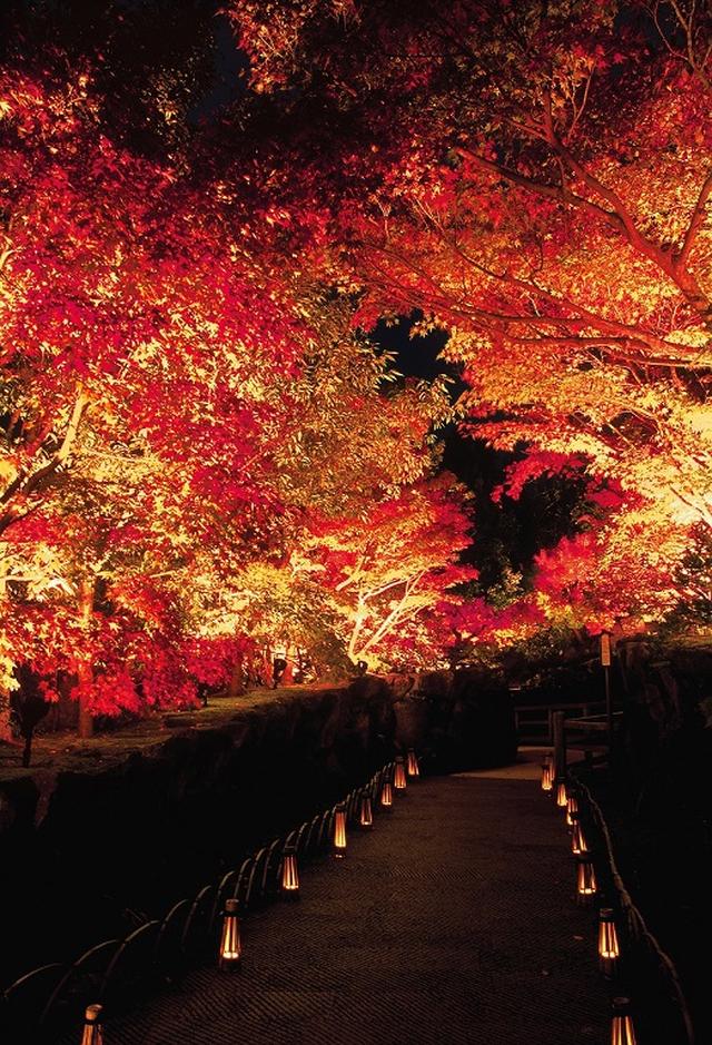 画像: 庭園の道