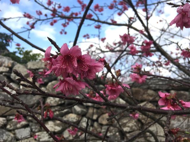 画像: 寒緋桜(カンヒサクラ)2月1日撮影