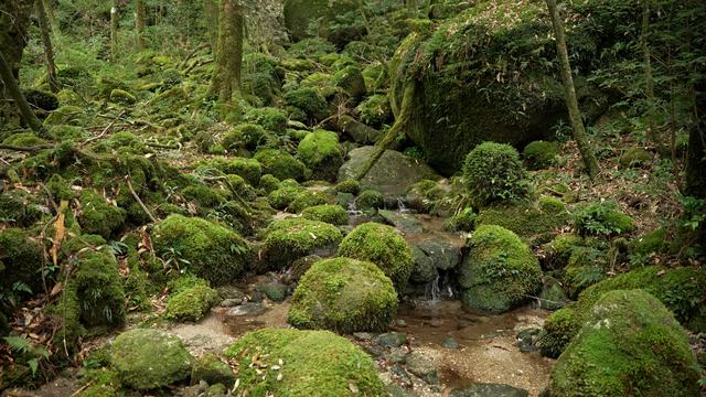 画像: 3月13日(金) はじめての屋久島ならこのツアー 屋久島ミニハイクと鹿児島観光3日間