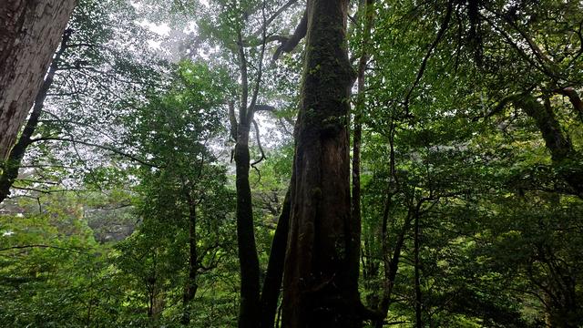画像: 3月13日（金） はじめての屋久島ならこのツアー　屋久島ミニハイクと鹿児島観光3日間