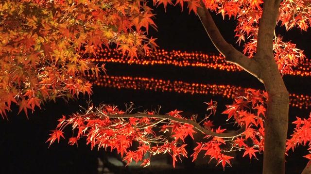 画像: 8月14日(金) おひとり参加でも追加料金無し！愛知と三重の紅葉スポットを一度に満喫！香嵐渓･なばなの里･犬山城とうなぎ･名古屋めし