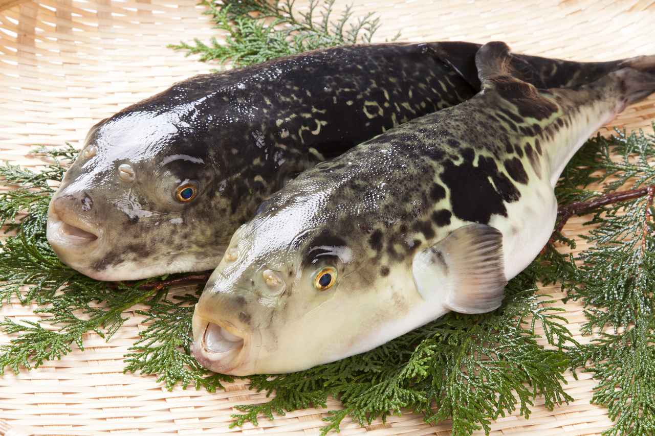 画像: とらふぐ※「あのりふぐ」ではありません(イメージ)