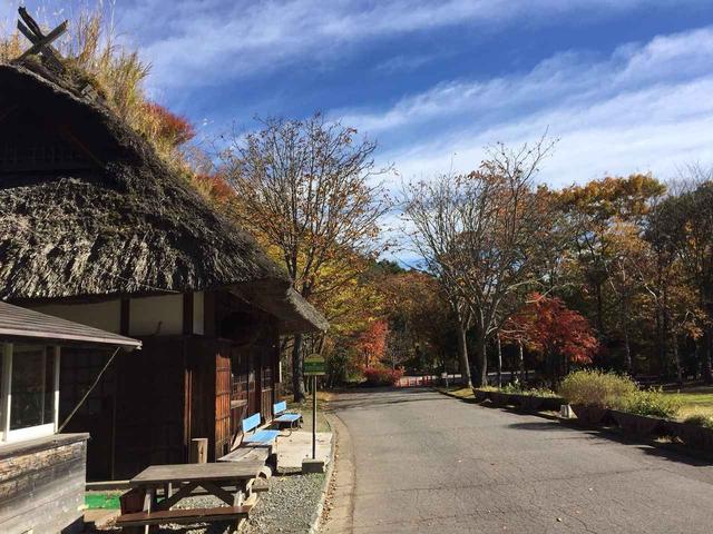 画像2: 【あるく・ハイキングツアー】11月9日~12日出発 紅葉の富士青木ヶ原樹海と紅葉台・三湖台ハイキングについて