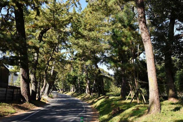 画像: 御油の松並木(イメージ)
