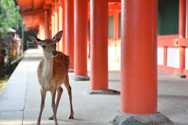 画像: 春日大社