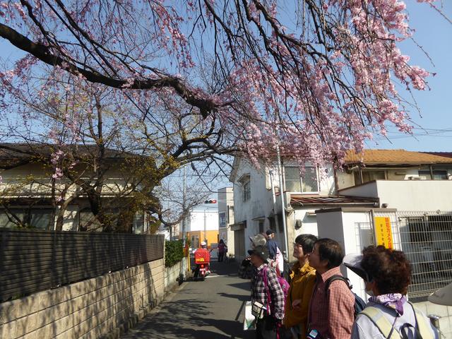 画像: 満開のしだれ桜を見上げるエコーさん