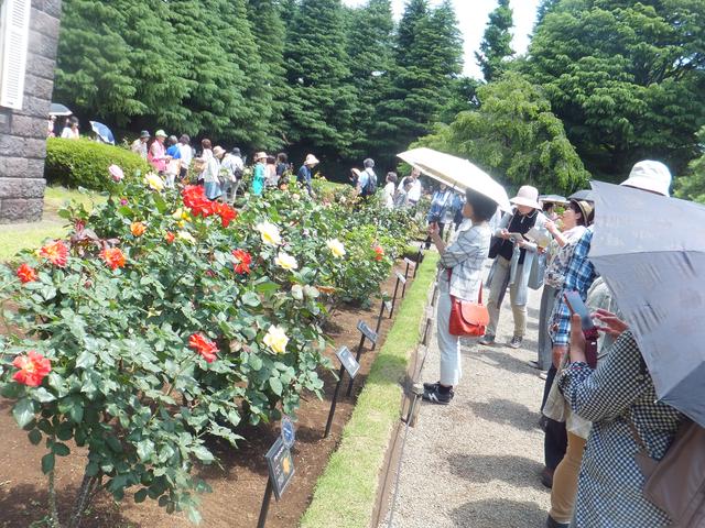 画像3: 【千葉エコースタッフデスク】旧古河庭園“春のバラフェスティバル”六義園交流会