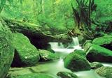 画像: 苔むす美しい水辺の風景が広がる白谷雲水峡