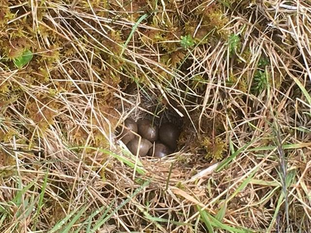 画像: 野鳥の巣には卵が!