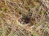 画像: 野鳥の巣には卵が!