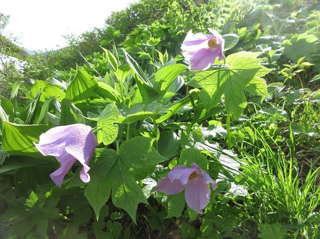 画像3: 【山旅会】秋田駒ヶ岳
