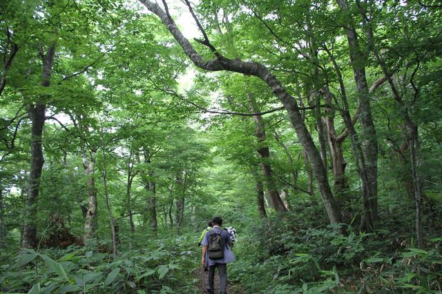 画像5: 【「旅の友」現地リポート】
編集部ただいま取材中!
~奥大山・木谷沢渓流と大山ブナの森ウォーク~(日帰り)
