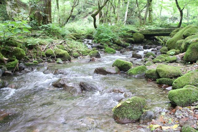 画像2: 【「旅の友」現地リポート】
編集部ただいま取材中!
~奥大山・木谷沢渓流と大山ブナの森ウォーク~(日帰り)
