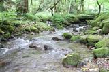 画像2: 【「旅の友」現地リポート】
編集部ただいま取材中!
~奥大山・木谷沢渓流と大山ブナの森ウォーク~(日帰り)