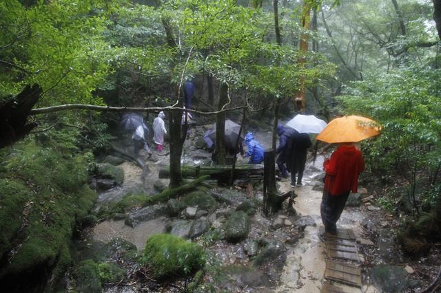 画像: 白谷雲水峡