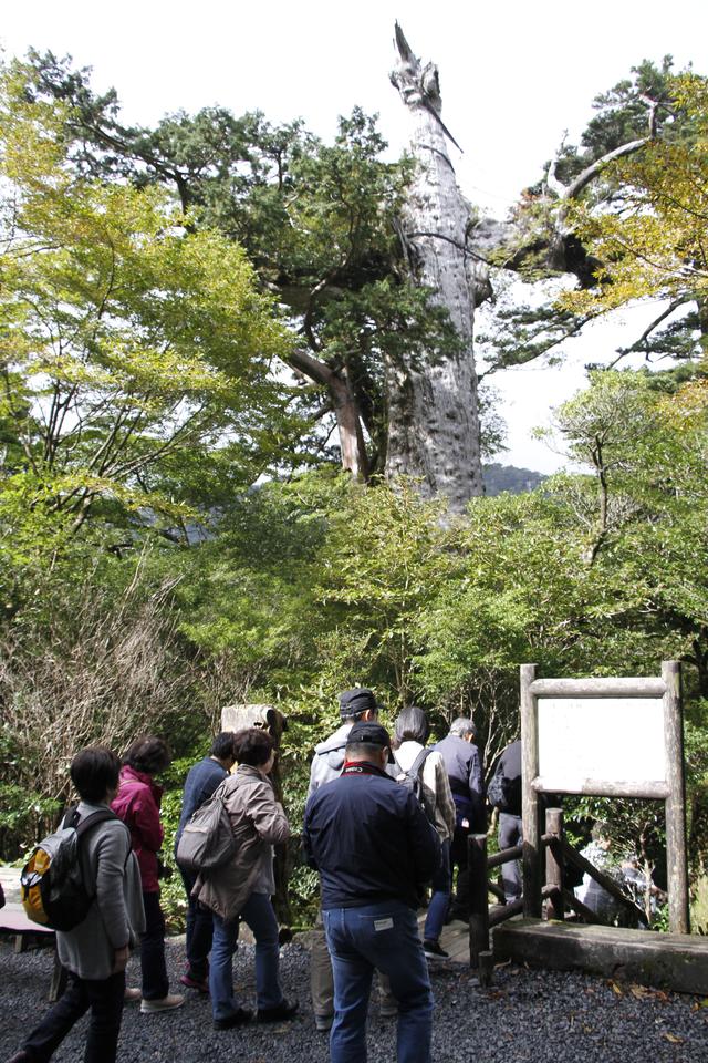 画像: 紀元杉
