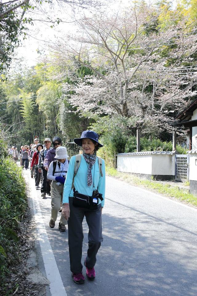 画像: 日当たりや地力の違いでしょうか、梅や桜や木蓮、馬酔木など、春の野に咲くさまざまな花も見ることができました