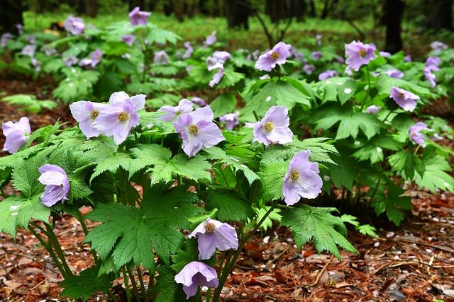 画像: 高山植物のシラネアオイ