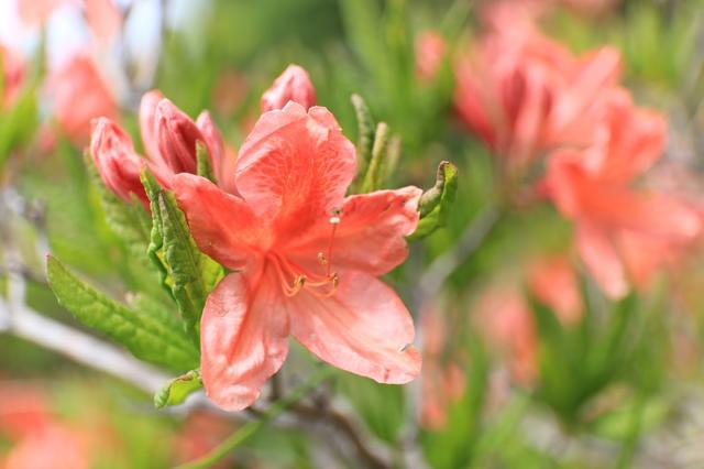 画像: 6月中旬の美ヶ原はレンゲツツジの盛り。オレンジ色の花が緑の草原に映えてきれいでした