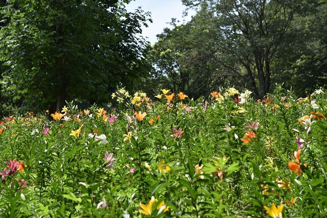 画像: 埼玉県所沢市にある「ところざわのゆり園」。色とりどりのユリの花を見ることができます