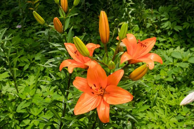 画像: 太陽の光を浴びて咲くオレンジ色のユリの花