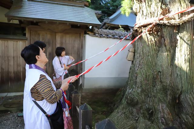 画像: 第2番 極楽寺にある樹齢1200年と伝えられる長命杉。紐に触れると御利益があるとか