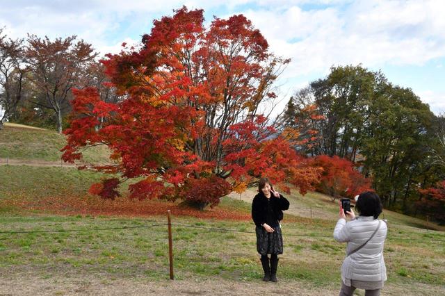 画像: 大峰高原にたたずむ樹齢250年を超える七色カエデ