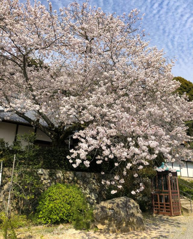 画像: 50番札所の繁多寺で満開の桜が出迎えてくれました