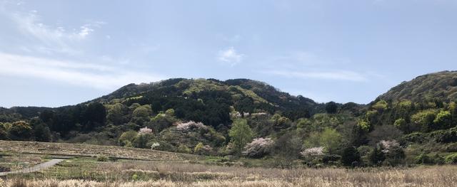 画像: 47番札所 八坂寺からの移動中に出会った桜と新緑の山