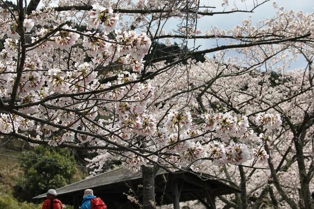 画像: 頭上を彩る満開の桜