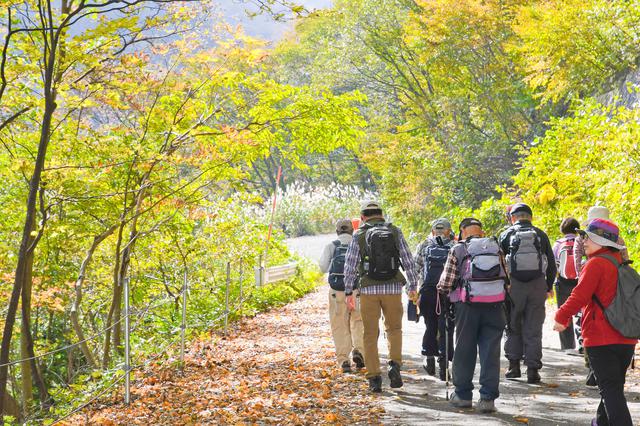 画像: 秋色に染まる山道をゆっくりウォーキング